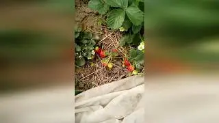 Клубника Елизавета (август,  часть 1)