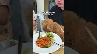 Путешествие с питомцем