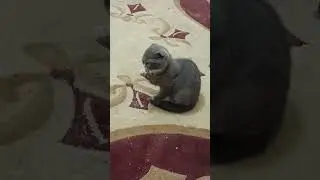 Гуляет милашка 💗 