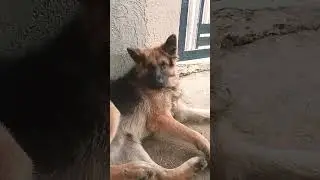 mera aslil german shepherd #animallover #pets #shortsfeed #ytshorts