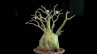 Adenium