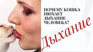 Дыхание. Почему кошка нюхает дыхание человека? Вопрос вопросов.