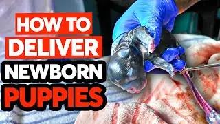 How to deliver Newborn Puppies at home!
