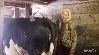 Работа с доильным аппаратом Доюшка. Дойка.