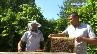 Nurmuxammed Qayıpov pal hárresin qalay rawajlandırǵan?