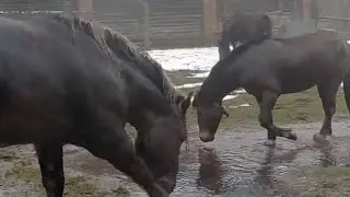 Stallion at Epiphany dip ।  Horses grooming each other