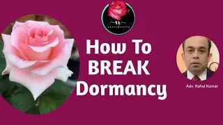 आर्टिफीसियल डोरमेंसी को प्रुणिंग से पहले कैसे ब्रेक करें / How To Break The Artificial Dormancy