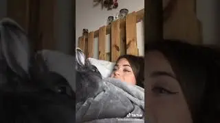 Rabbit dances to Spongebob song