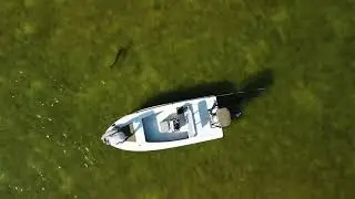 Drone footage of a tarpon caught on fly