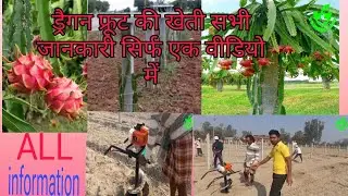 ड्रैगन फ्रूट का सही तरीका और पूरी जानकारी सिर्फ एक वीडियो में @farmingcare1811 #dragonfruit