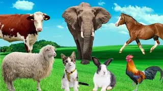 Explore Animal Life - Horse, Chicken, Cow, Dog, Elephant, Sheep - Animal Sounds