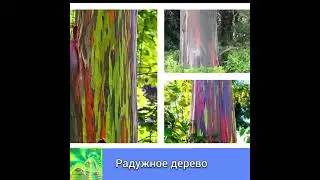 САМОЕ  НЕОБЫЧНОЕ ДЕРЕВО - РАДУГА
