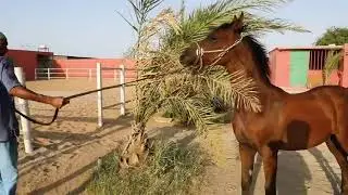 RAWAH - رواح