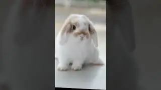 Милые кролики 🐰🐇🥰
