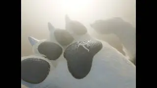 Giantess Furry Animation || Stomps, Paws, and Vore!