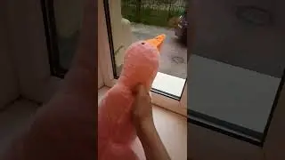 лав гуся ♥️ кто тоже любит гусей обнимусей 👍