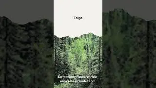 Top 5 Forests in the World