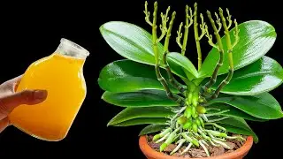 Pour for 1 cup! Hundreds of orchids continuously bloom!