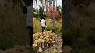 Осенние краски в саду. Полный ролик уже на канале