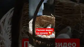 Эти 4 ПРОДУКТА на ЗАВТРАК после 50!  #иммунитет #завтрак #оздоровье