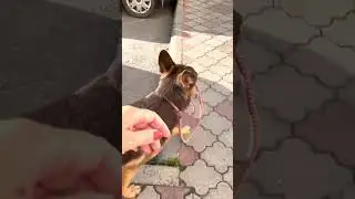 Идём домой с Кумой