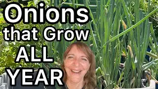 BEST ONION FOREVER How to Grow Egyptian Walking Onions in Garden or Window Vegetable Grows All Year