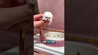 Saving the Tiny Puppy