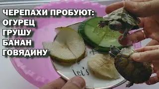 Черепахи пробуют огурец, банан и грушу, говядину / что едят черепахи