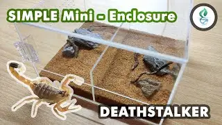 Deathstalker Scorpion Simple Enclosure Design Video
