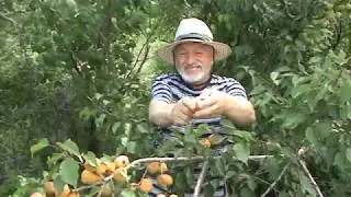 абрикос Сибиряк Байкалова