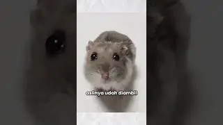Original Sad Hamster Violin Meme
