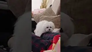насильщик вышел на охоту 