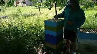 Майский мед из альпийца