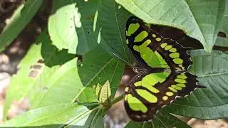 borboleta verde Siproeta stelenes 4k