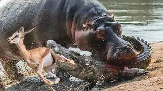 Lucky Impala Was Rescued By Hippo From A Giant Crocodile's Mouth