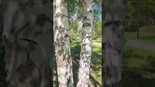 Август радует ☀️