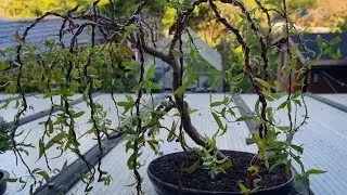 How I Made This Weeping Willow Bonsai Tree in Just One Year