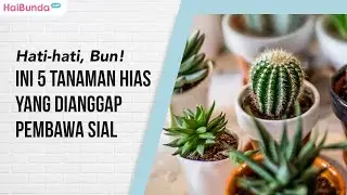 Hati-hati, Bun! Ini 5 Tanaman Hias yang Dianggap Pembawa Sial