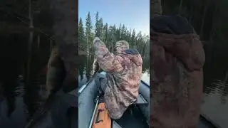 Окунь на колебалку.