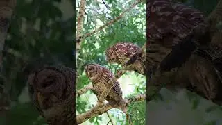 Barred Owls interacting with each other! #barredowl #sonyalpha #sonysab #wildlife #birdsofinstagram