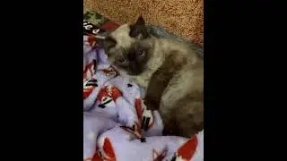 Вы когда-нибудь слышали, как матерятся коты?