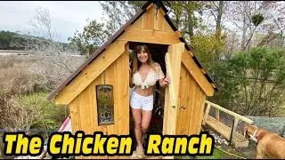 Chicken Coop Run and Brooder Update