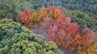 大棠楓香林 - 可能係最靚的香港紅葉 Tai Tong Sweet Gum Woods Aerial Footage DJI Mavic Pro Platinum 航拍