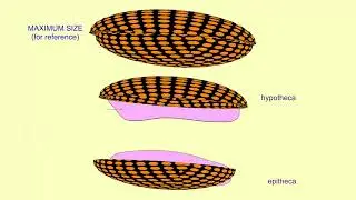 diatom reproduction