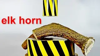 HYDRAULIC PRESS VS BIG ELK HORN  THE MOST DURABLE PART OF A BIOLOGICAL ORGANISM
