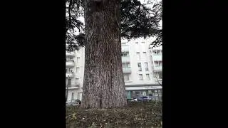 Le cèdre du Liban