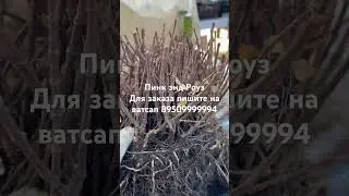 #гортензияметельчатая