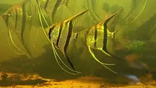 Rio Negro Skalar, Pterophyllum sp. "Santa Isabell"