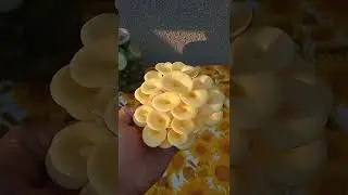 лимонная вешенка