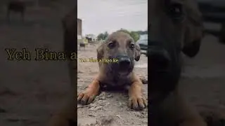 Puppy 🐶 #puppy #shortvideo